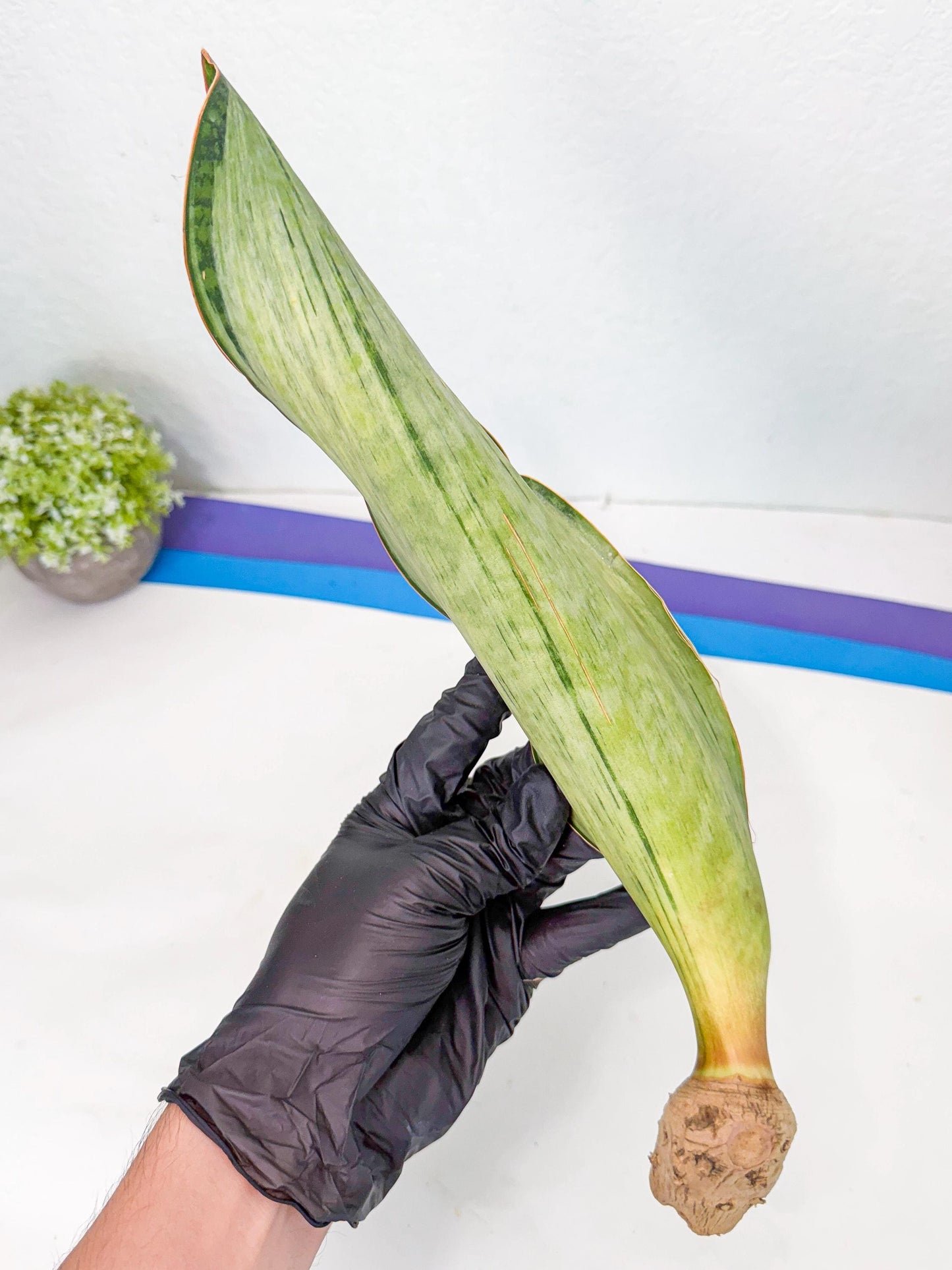 Sansevieria Masoniana Bruda (rr) (8) | Masoniana Var x Eliptica Var