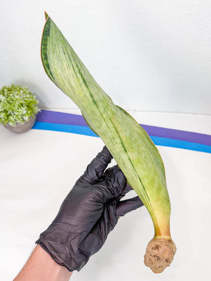 Sansevieria Masoniana Bruda (rr) (8) | Masoniana Var x Eliptica Var