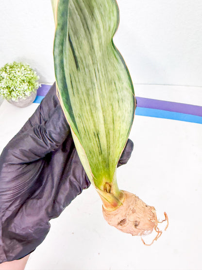 Sansevieria Masoniana Bruda (rr) (8) | Masoniana Var x Eliptica Var