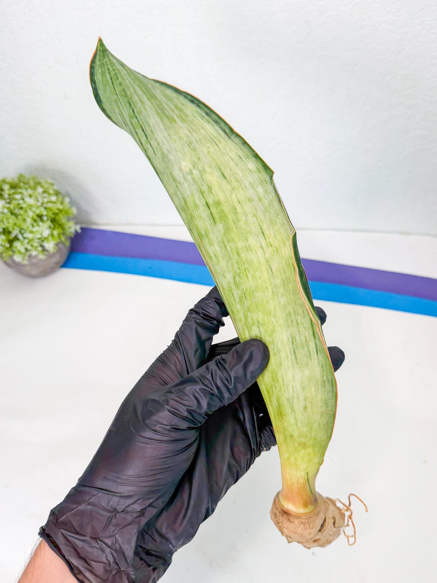 Sansevieria Masoniana Bruda (rr) (8) | Masoniana Var x Eliptica Var