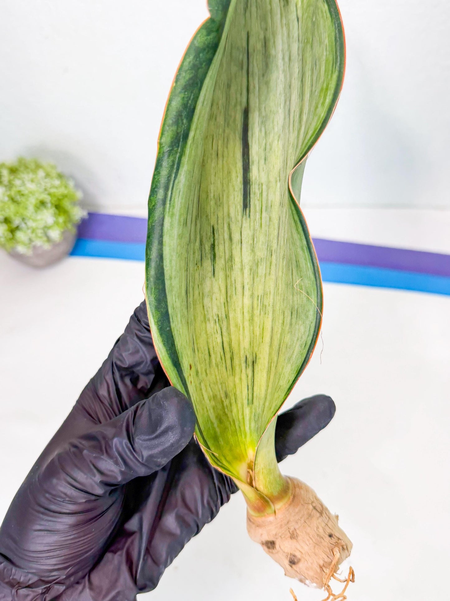 Sansevieria Masoniana Bruda (rr) (8) | Masoniana Var x Eliptica Var