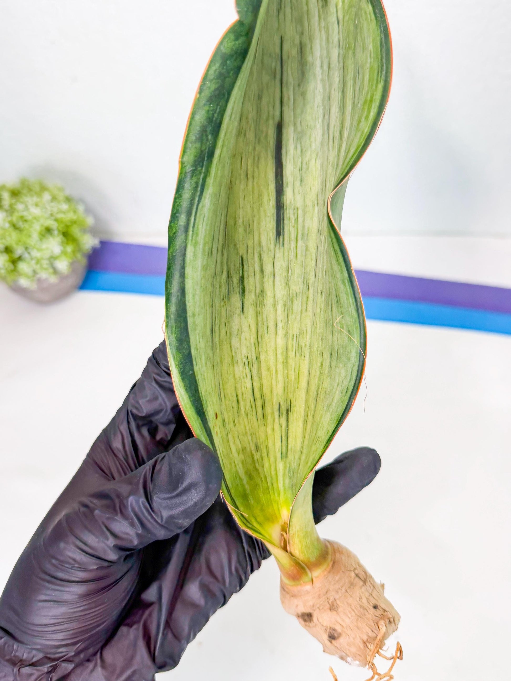Sansevieria Masoniana Bruda (rr) (8) | Masoniana Var x Eliptica Var