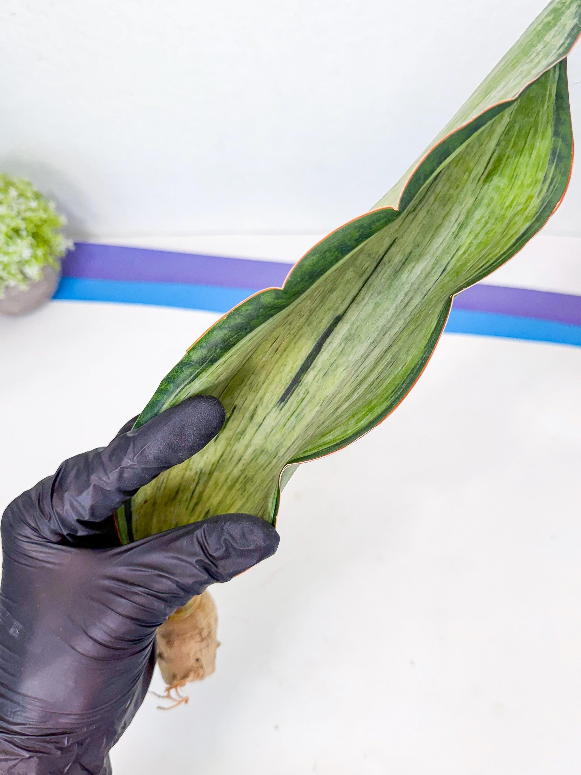 Sansevieria Masoniana Bruda (rr) (8) | Masoniana Var x Eliptica Var