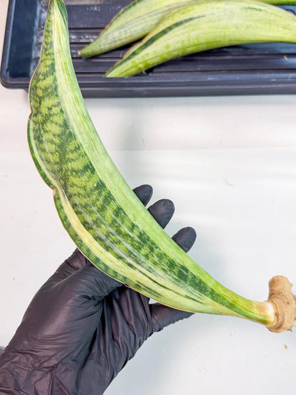 Sansevieria Masoniana Bruda (rr) (9) | Masoniana Var x Eliptica Var