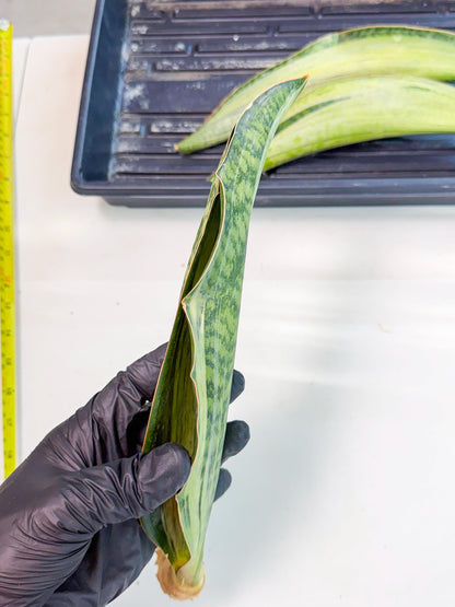 Sansevieria Masoniana Bruda (rr) (9) | Masoniana Var x Eliptica Var