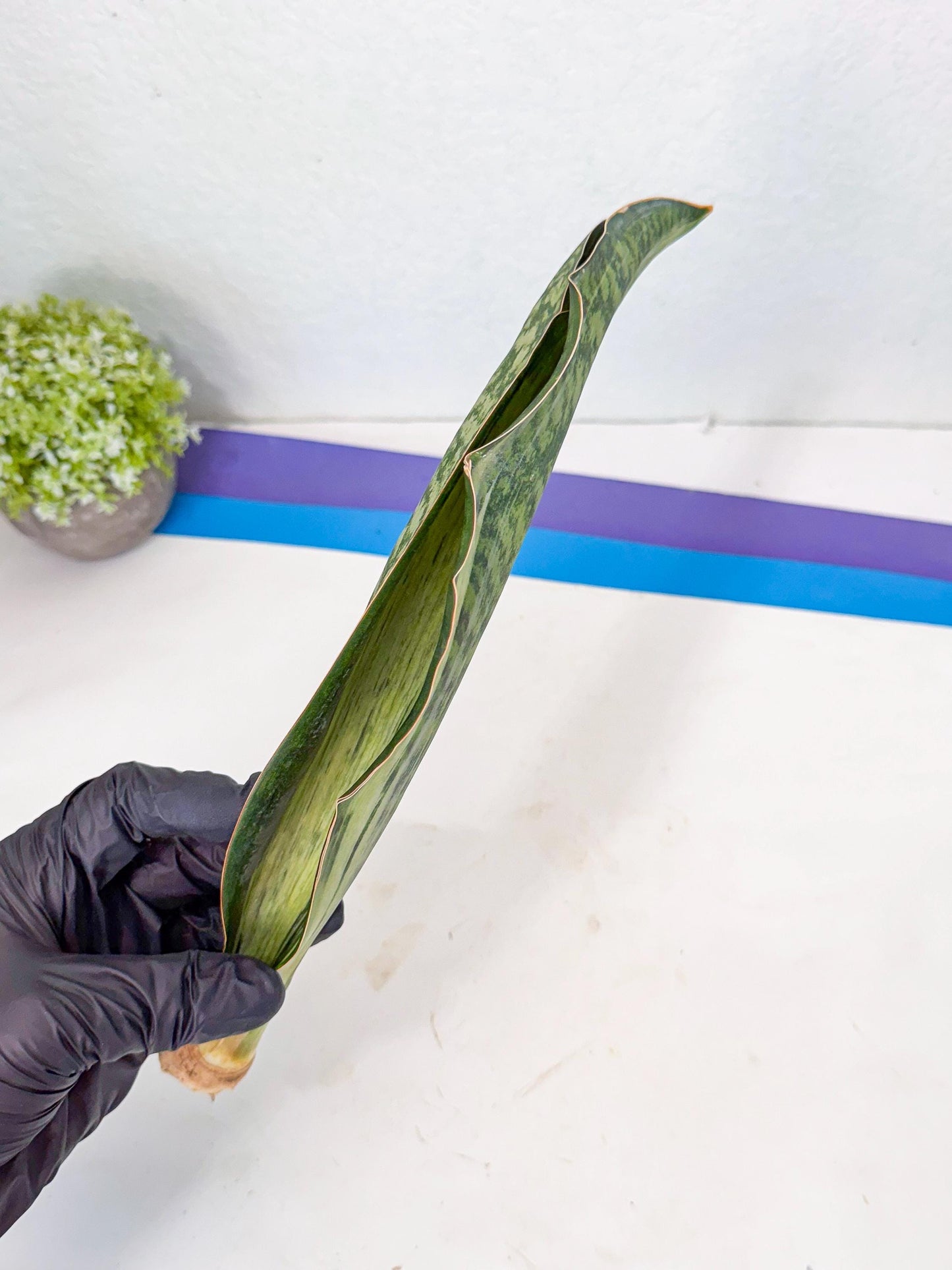 Sansevieria Masoniana Bruda (rr) (9) | Masoniana Var x Eliptica Var