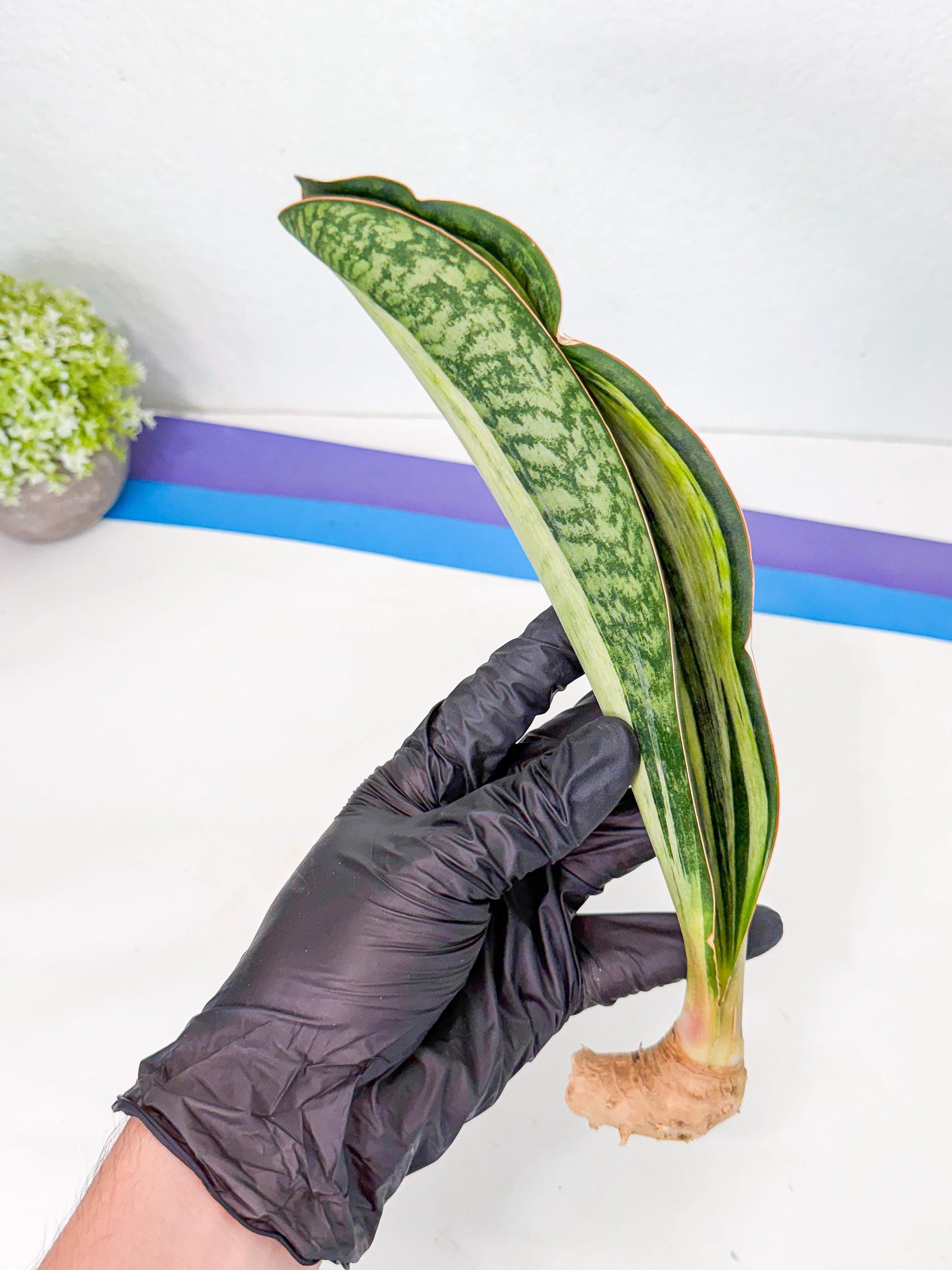 Sansevieria Masoniana Bruda (rr) (9) | Masoniana Var x Eliptica Var