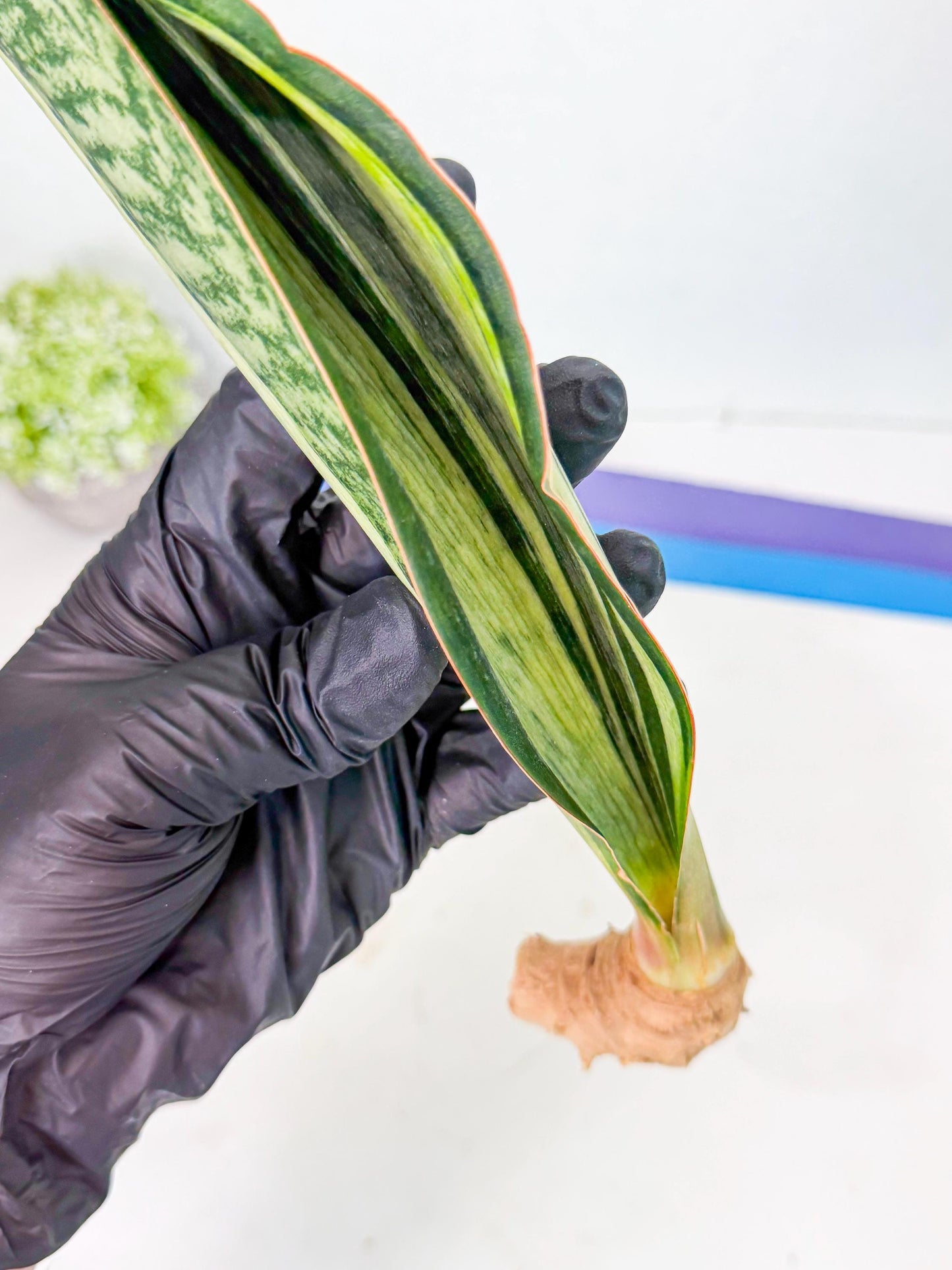 Sansevieria Masoniana Bruda (rr) (9) | Masoniana Var x Eliptica Var