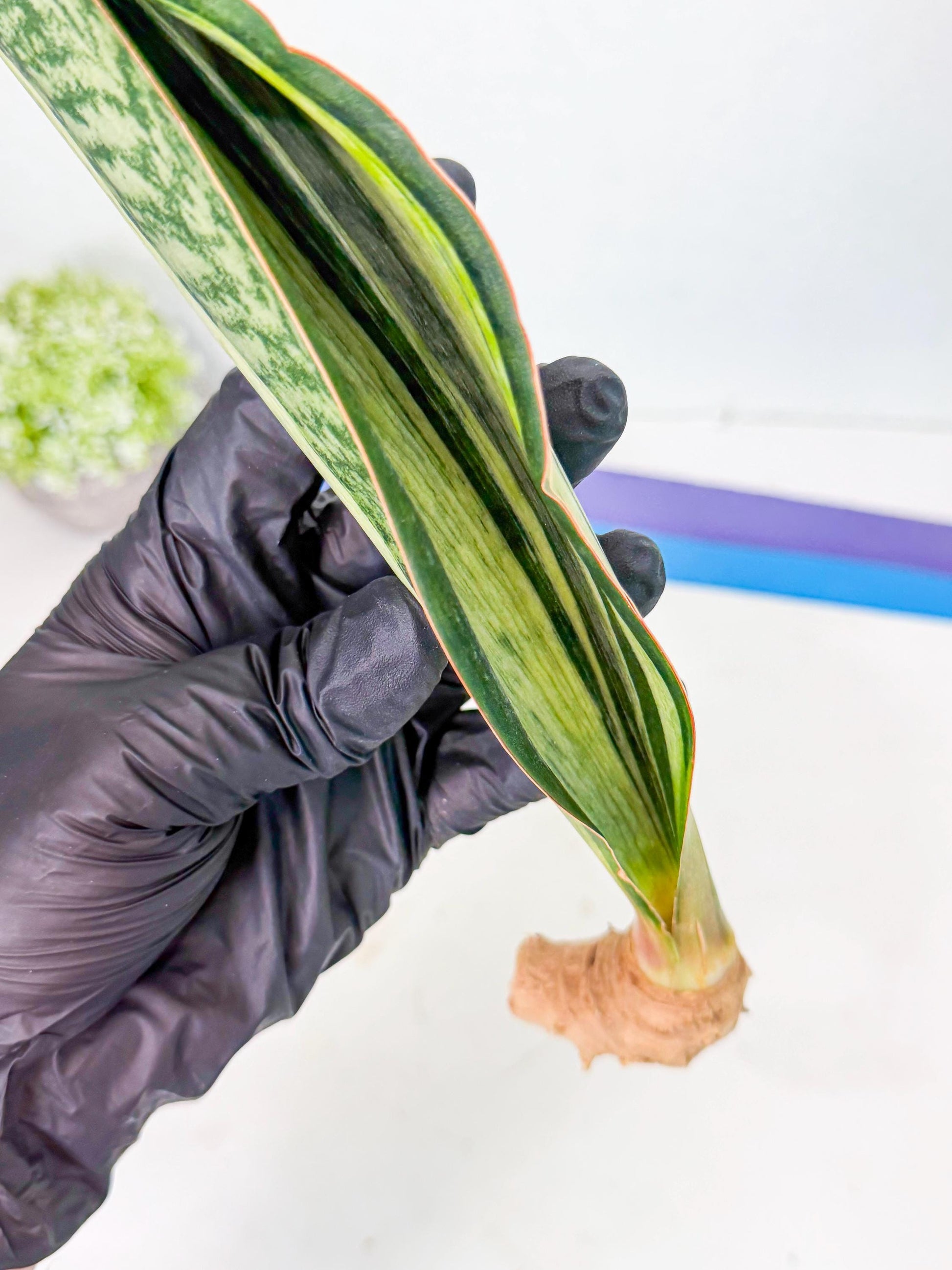 Sansevieria Masoniana Bruda (rr) (9) | Masoniana Var x Eliptica Var