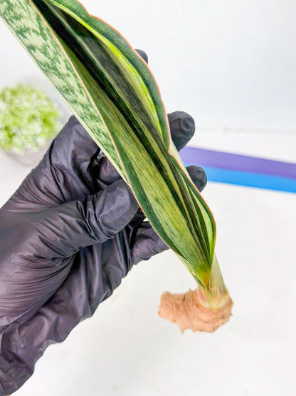 Sansevieria Masoniana Bruda (rr) (9) | Masoniana Var x Eliptica Var