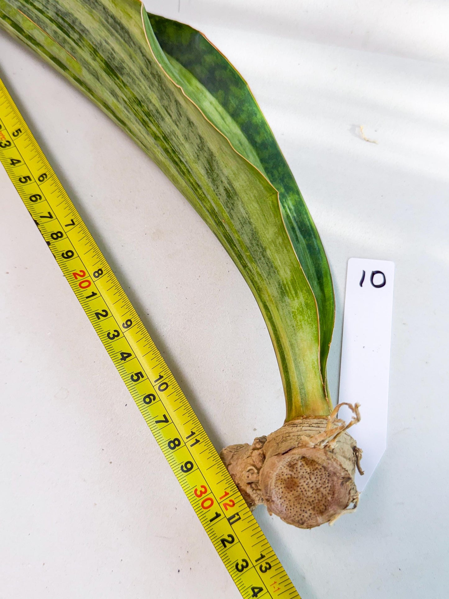 Sansevieria Masoniana Bruda (rr) (10) | Masoniana Var x Eliptica Var