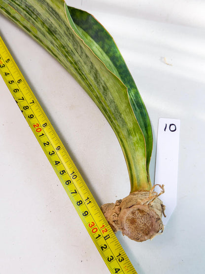 Sansevieria Masoniana Bruda (rr) (10) | Masoniana Var x Eliptica Var