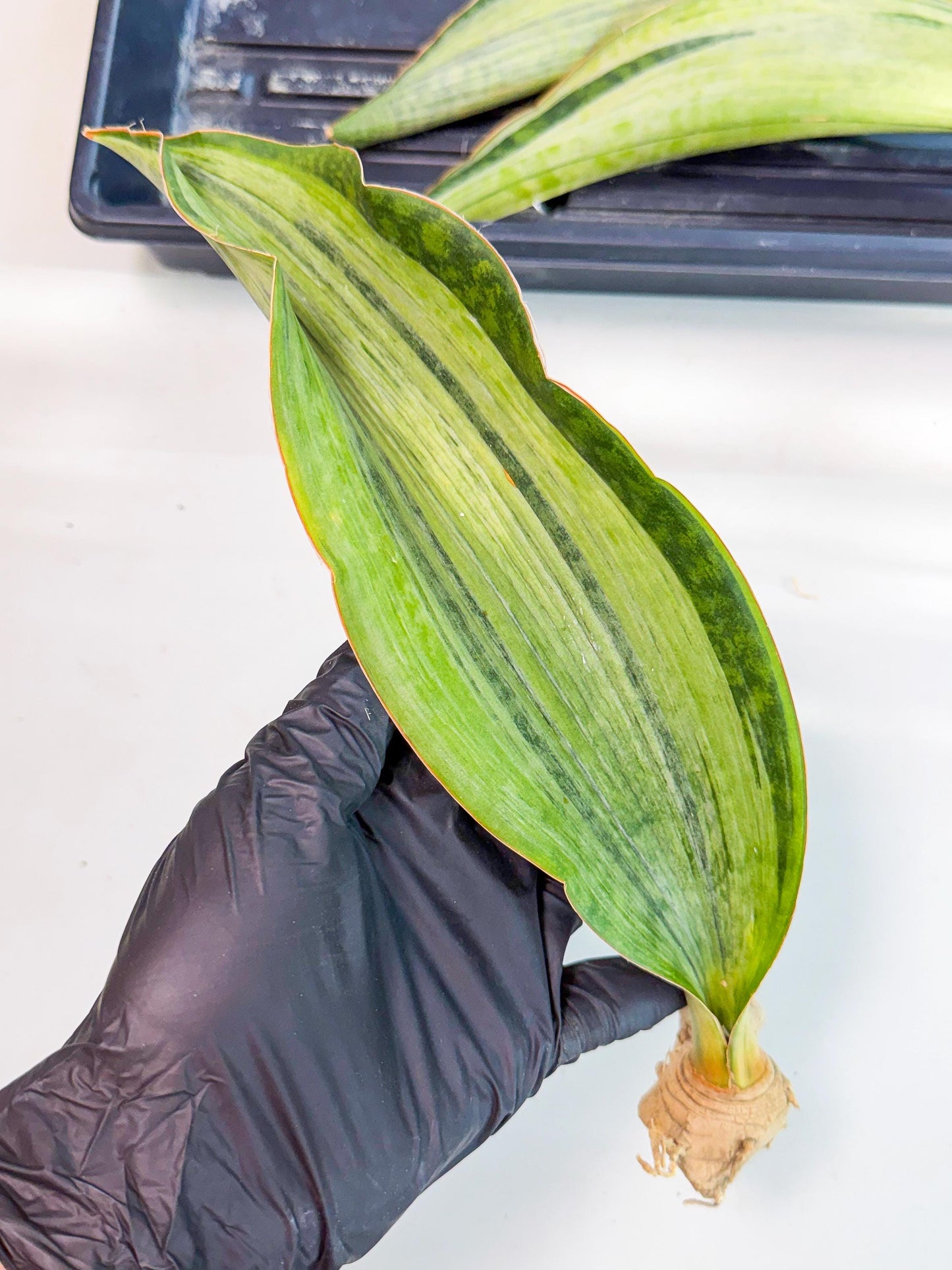 Sansevieria Masoniana Bruda (rr) (10) | Masoniana Var x Eliptica Var