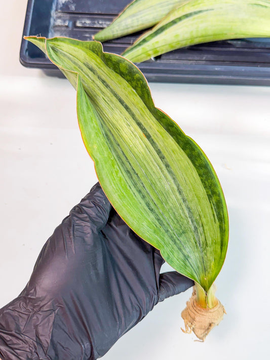 Sansevieria Masoniana Bruda (rr) (10) | Masoniana Var x Eliptica Var