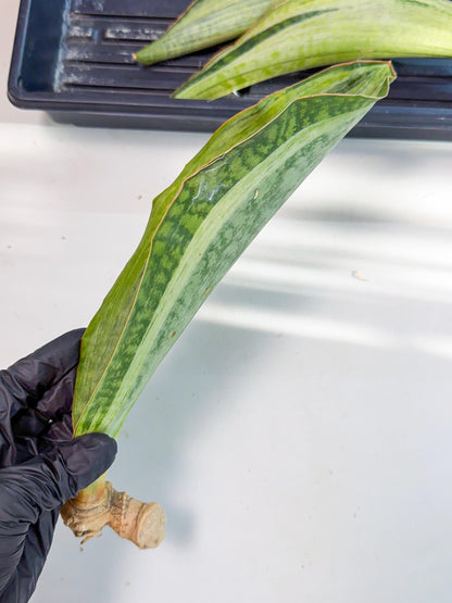 Sansevieria Masoniana Bruda (rr) (10) | Masoniana Var x Eliptica Var