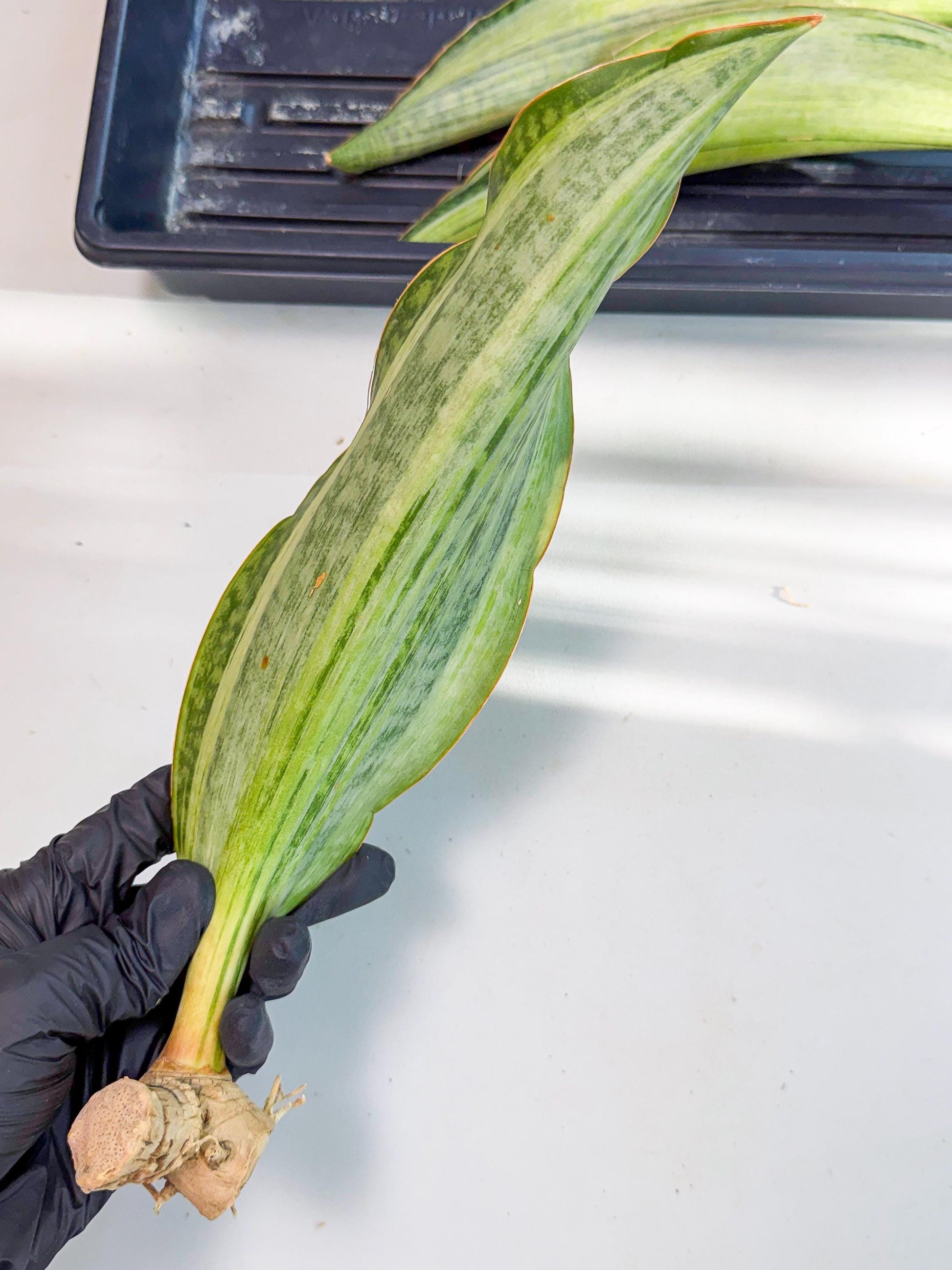 Sansevieria Masoniana Bruda (rr) (10) | Masoniana Var x Eliptica Var