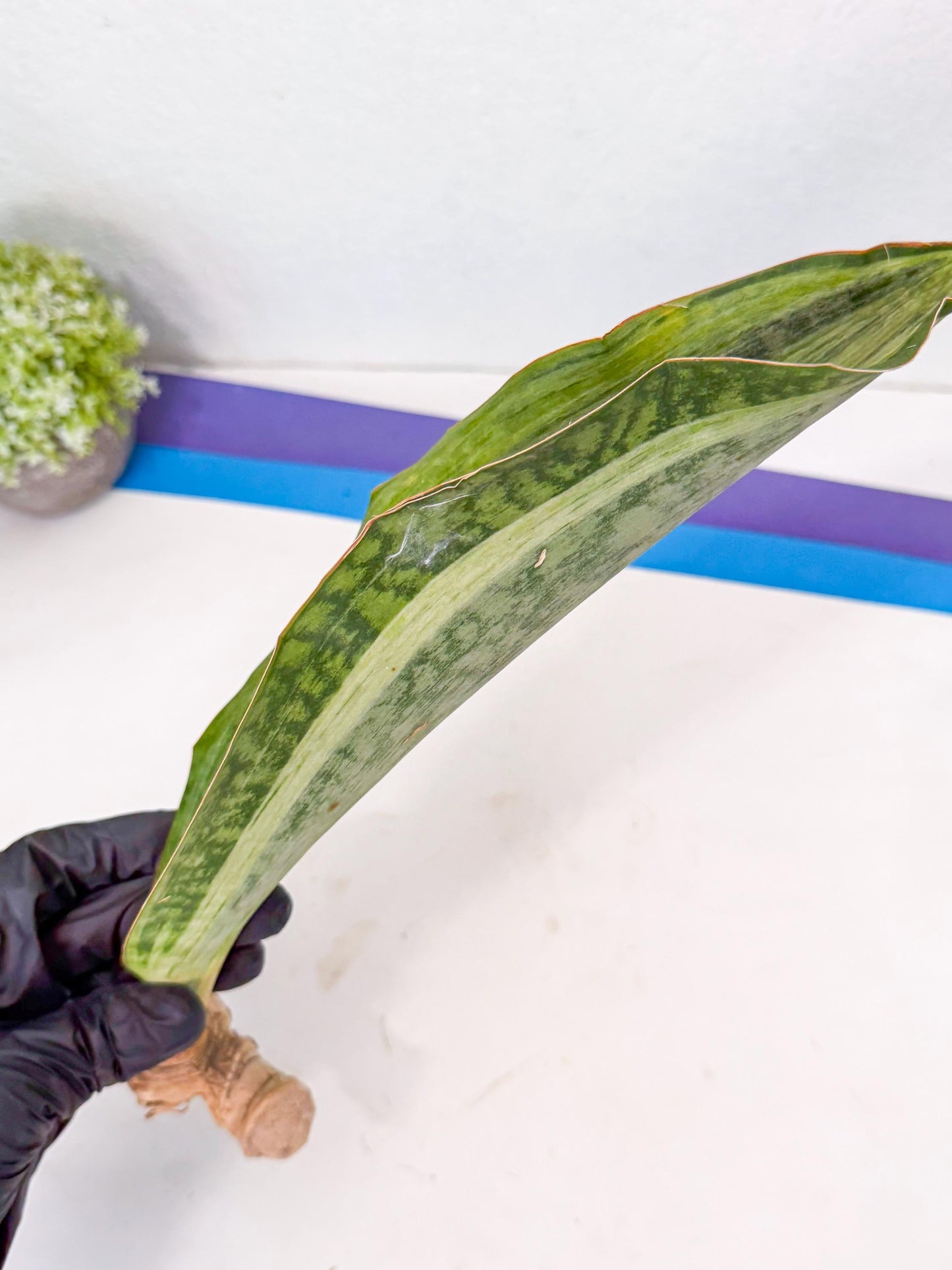 Sansevieria Masoniana Bruda (rr) (10) | Masoniana Var x Eliptica Var