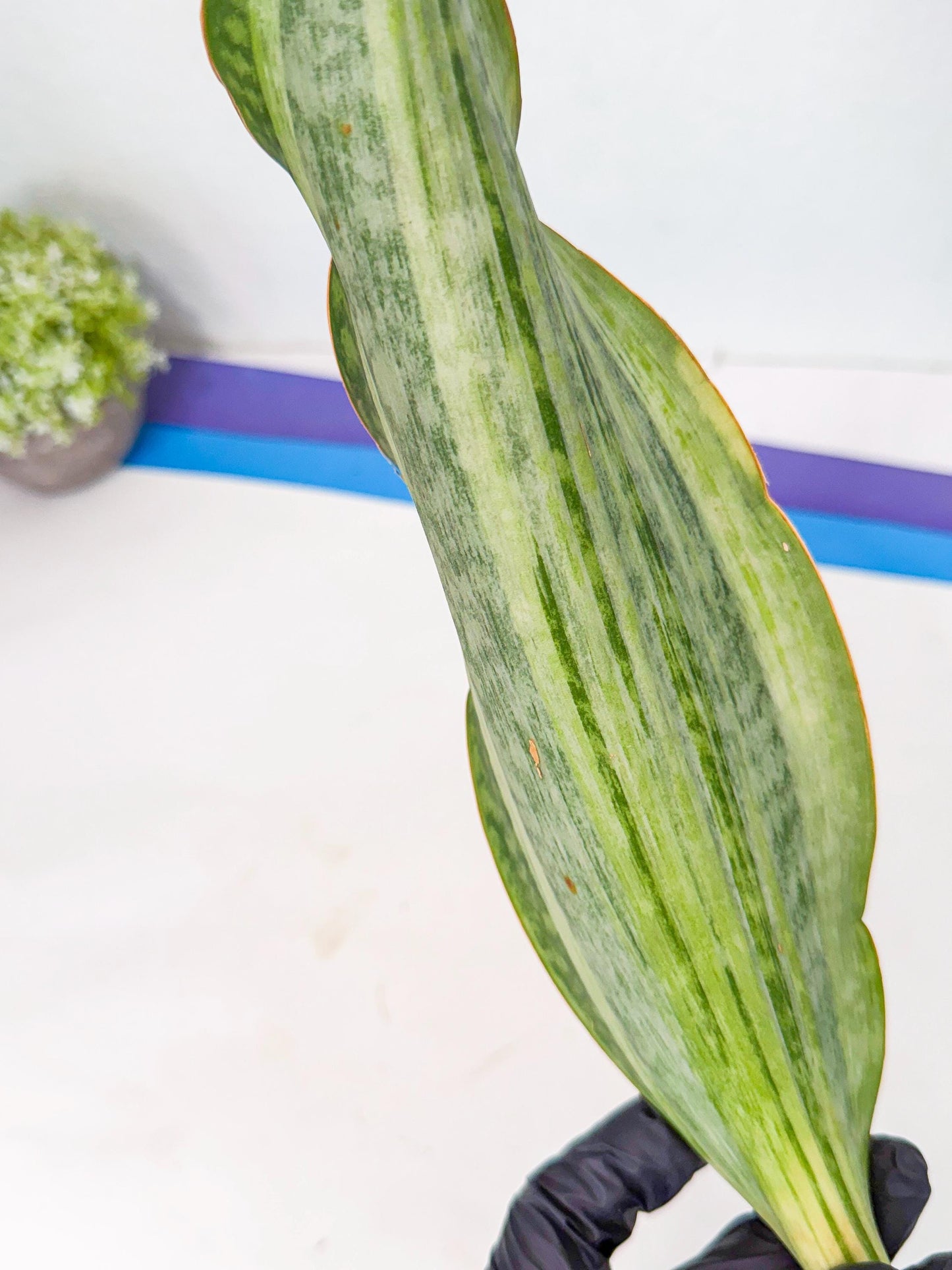 Sansevieria Masoniana Bruda (rr) (10) | Masoniana Var x Eliptica Var