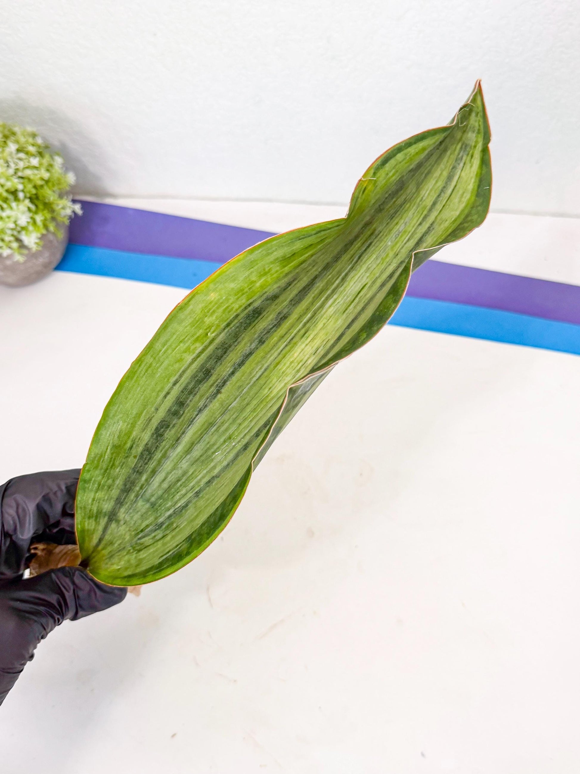 Sansevieria Masoniana Bruda (rr) (10) | Masoniana Var x Eliptica Var