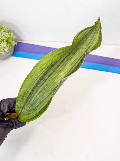 Sansevieria Masoniana Bruda (rr) (10) | Masoniana Var x Eliptica Var