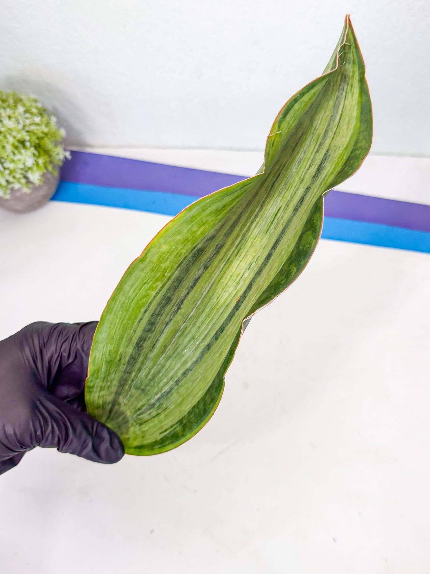Sansevieria Masoniana Bruda (rr) (10) | Masoniana Var x Eliptica Var