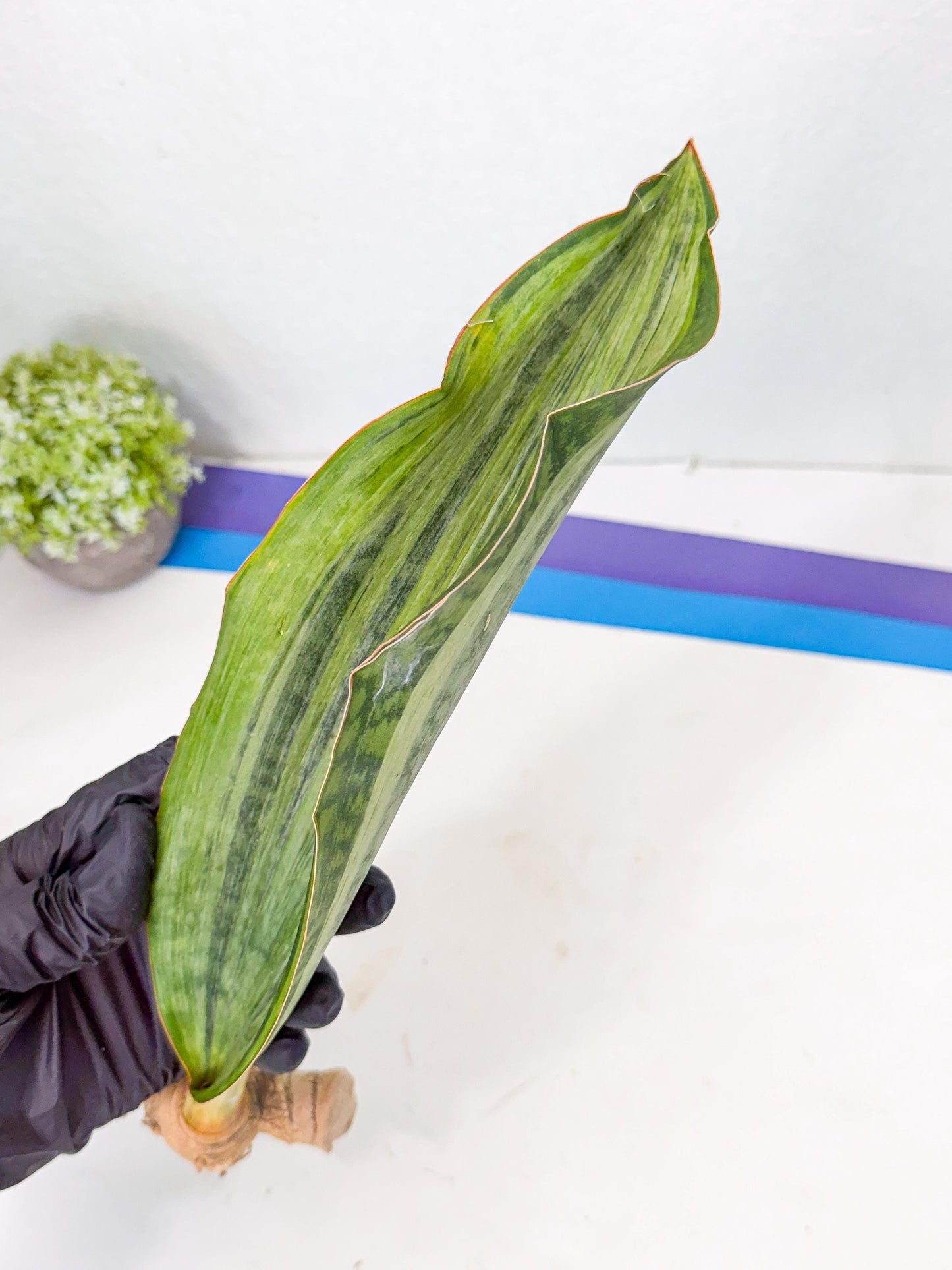 Sansevieria Masoniana Bruda (rr) (10) | Masoniana Var x Eliptica Var