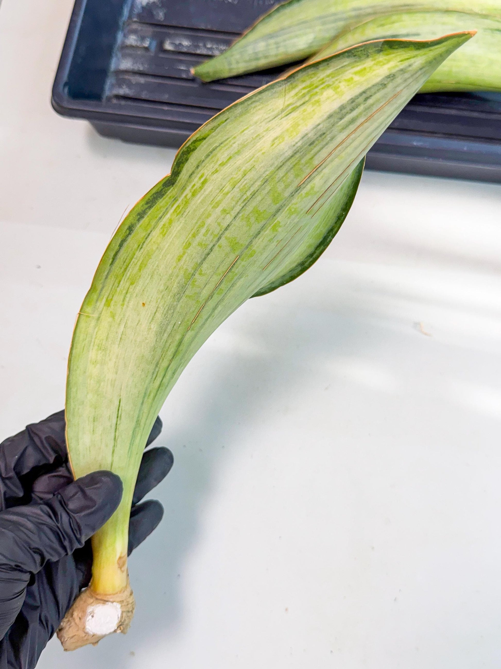 Sansevieria Masoniana Bruda (rr) (11) | Masoniana Var x Eliptica Var