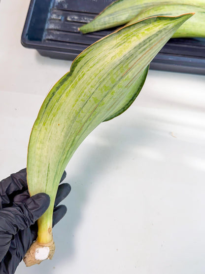 Sansevieria Masoniana Bruda (rr) (11) | Masoniana Var x Eliptica Var