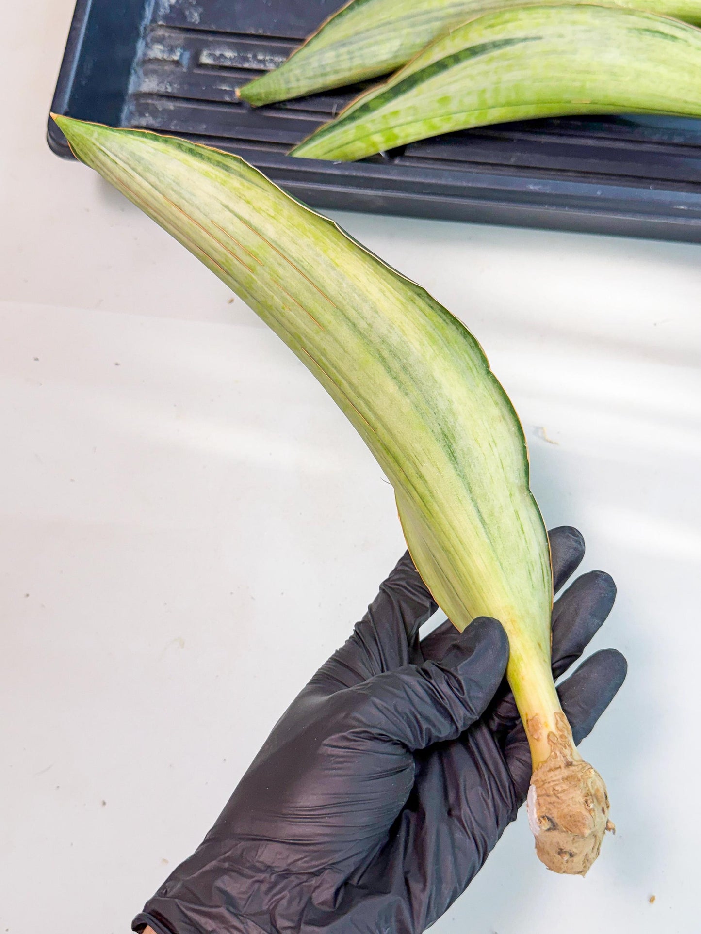 Sansevieria Masoniana Bruda (rr) (11) | Masoniana Var x Eliptica Var