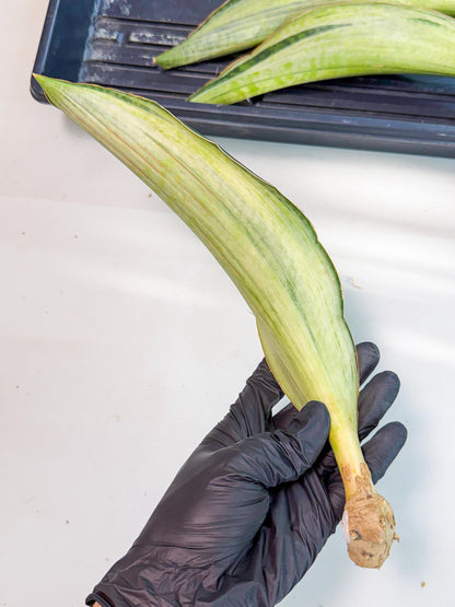 Sansevieria Masoniana Bruda (rr) (11) | Masoniana Var x Eliptica Var