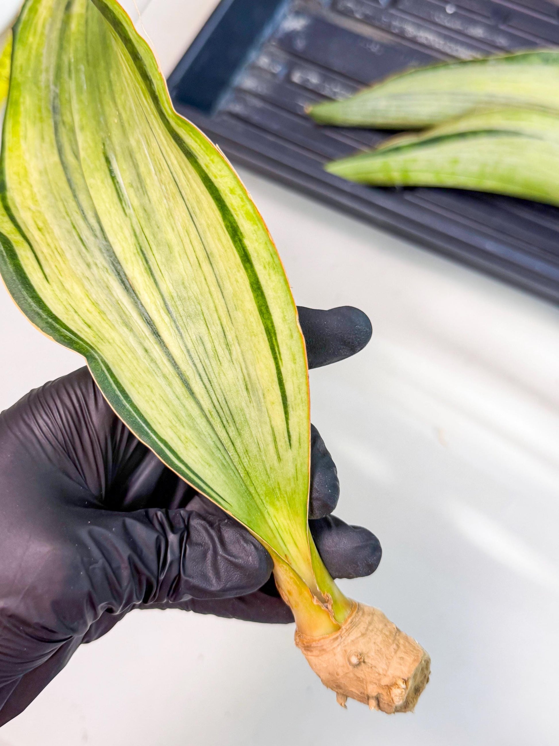 Sansevieria Masoniana Bruda (rr) (11) | Masoniana Var x Eliptica Var