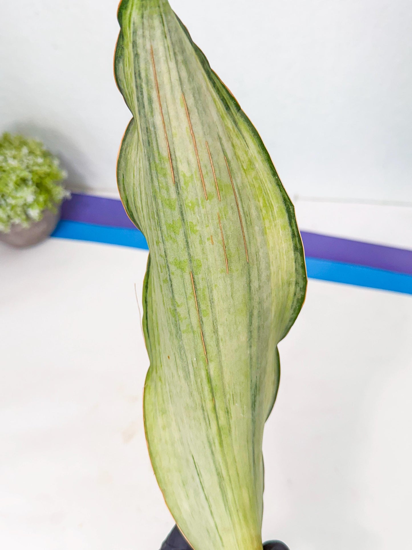 Sansevieria Masoniana Bruda (rr) (11) | Masoniana Var x Eliptica Var