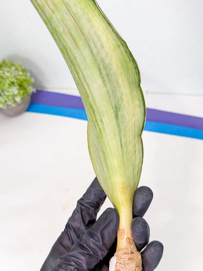 Sansevieria Masoniana Bruda (rr) (11) | Masoniana Var x Eliptica Var