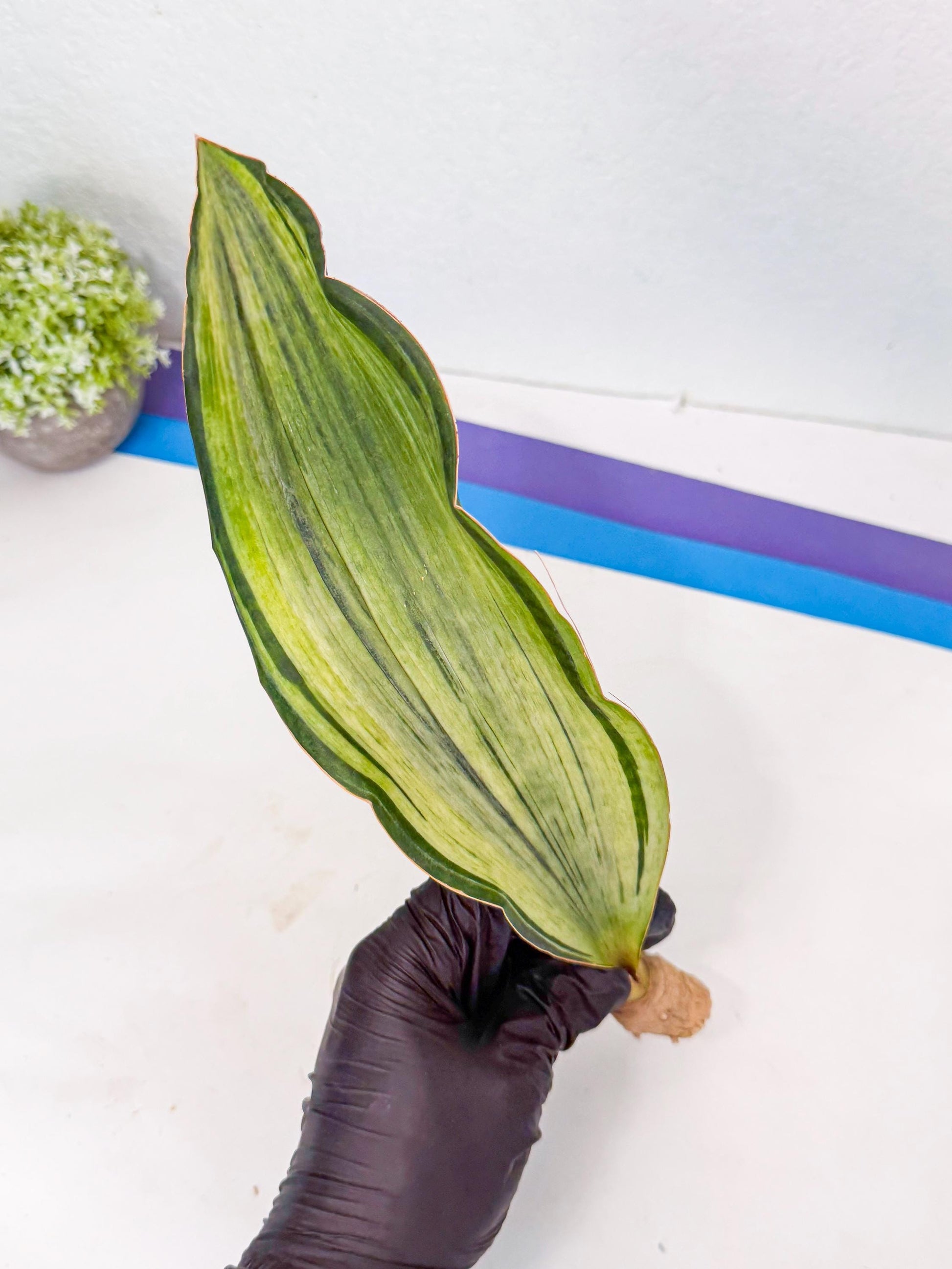 Sansevieria Masoniana Bruda (rr) (11) | Masoniana Var x Eliptica Var