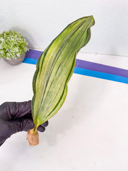 Sansevieria Masoniana Bruda (rr) (11) | Masoniana Var x Eliptica Var