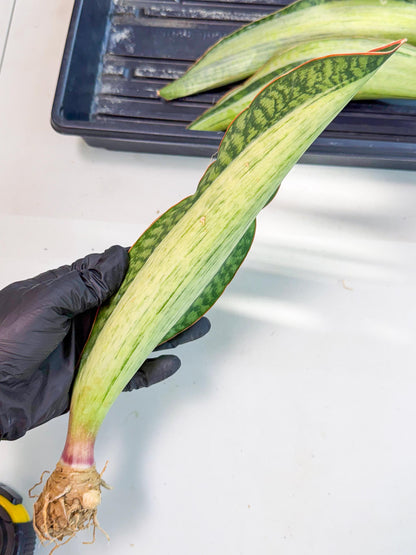 Sansevieria Masoniana Bruda (rr) (12) | Masoniana Var x Eliptica Var