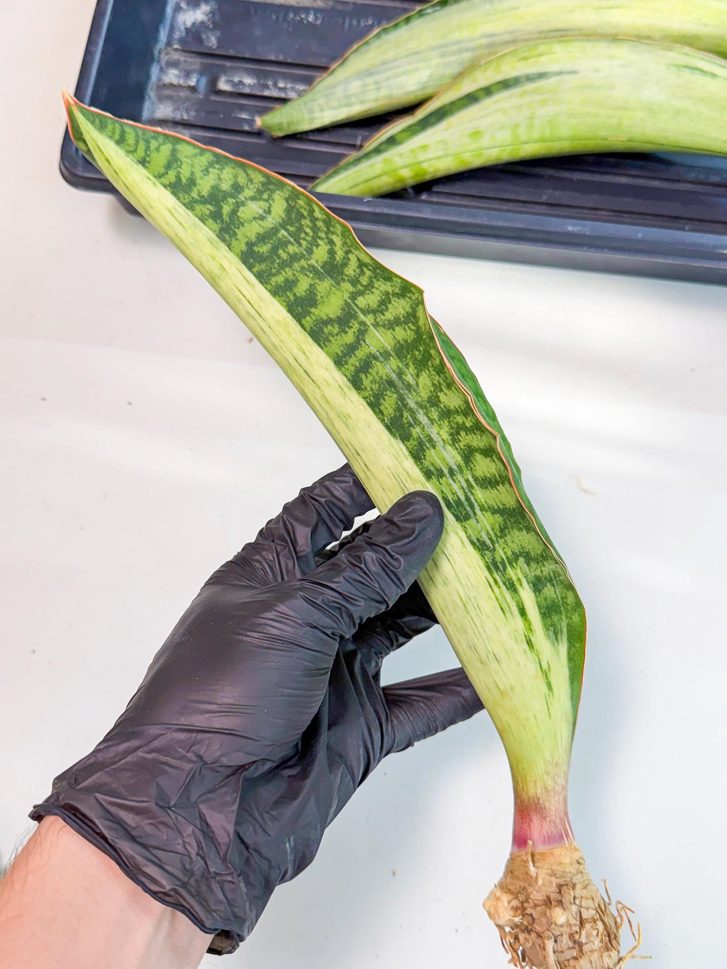 Sansevieria Masoniana Bruda (rr) (12) | Masoniana Var x Eliptica Var
