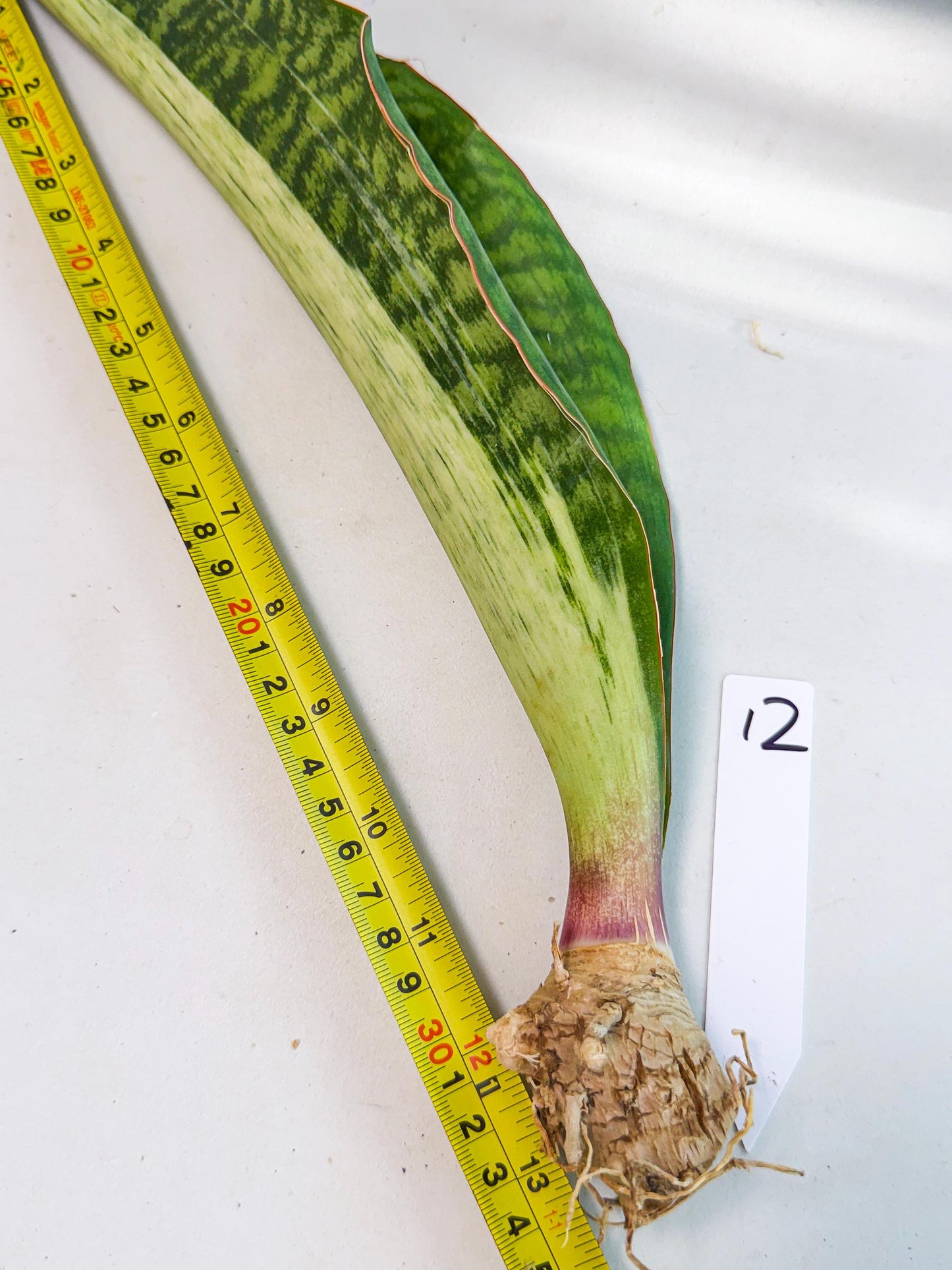 Sansevieria Masoniana Bruda (rr) (12) | Masoniana Var x Eliptica Var
