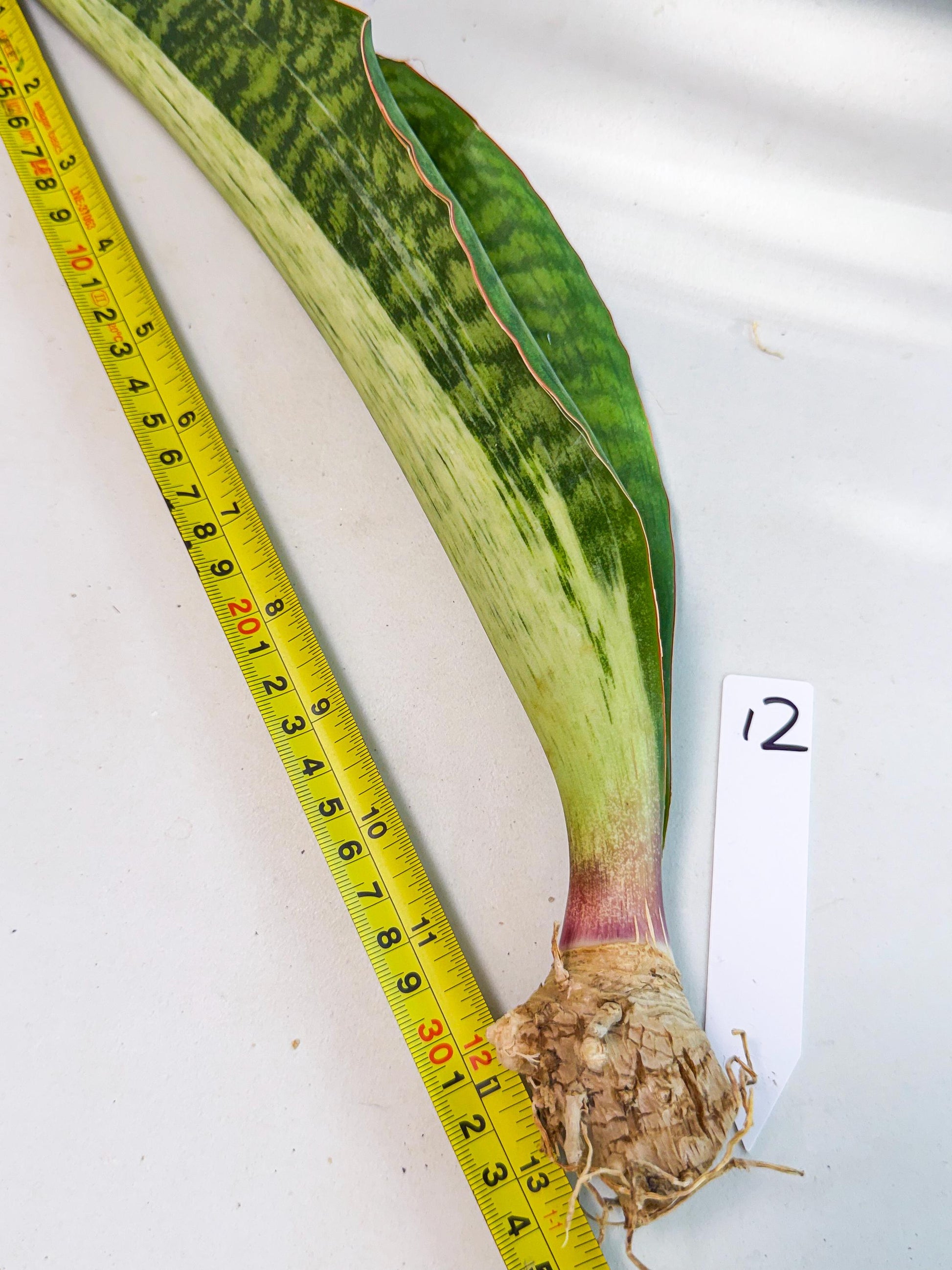 Sansevieria Masoniana Bruda (rr) (12) | Masoniana Var x Eliptica Var