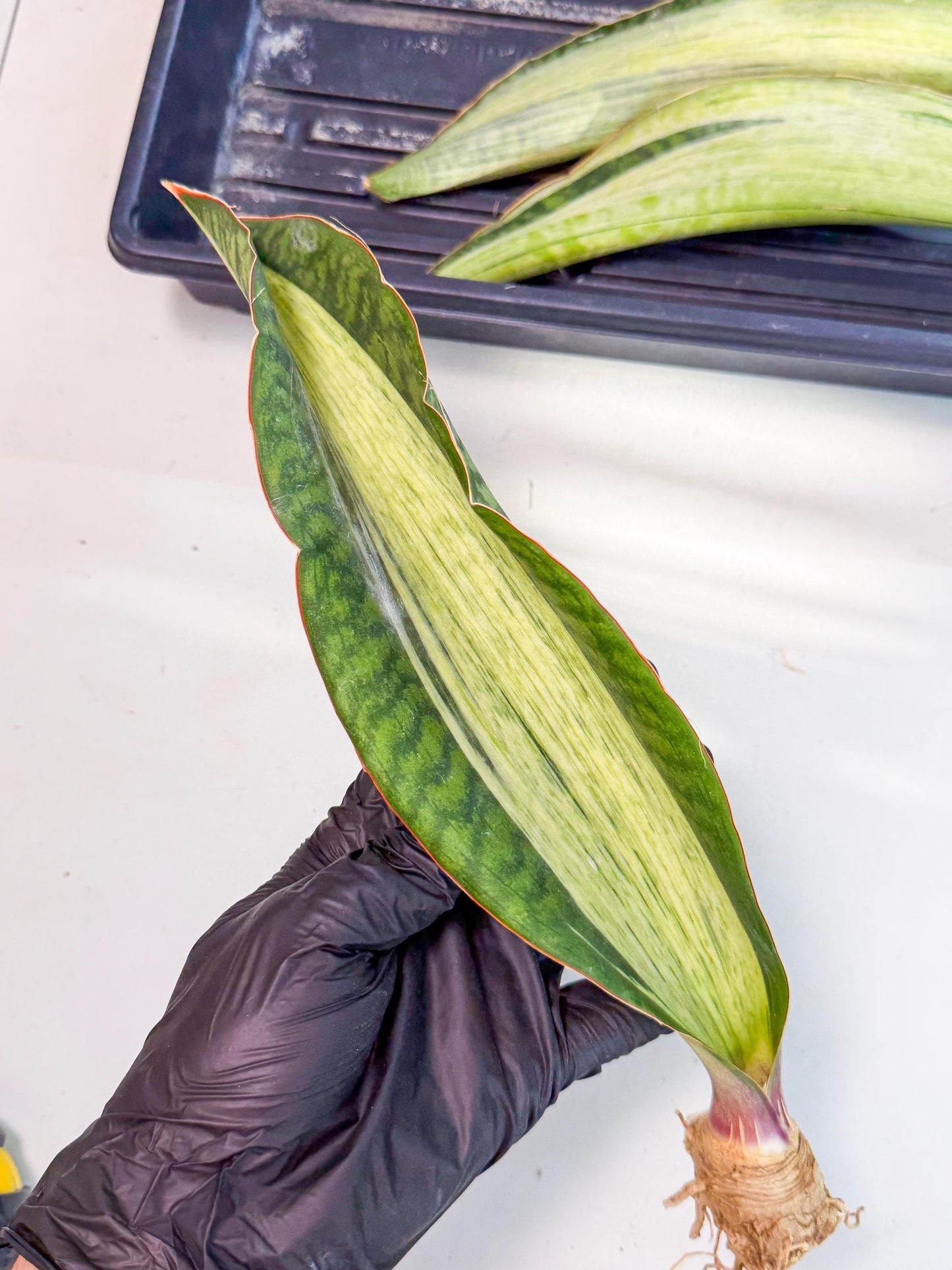 Sansevieria Masoniana Bruda (rr) (12) | Masoniana Var x Eliptica Var