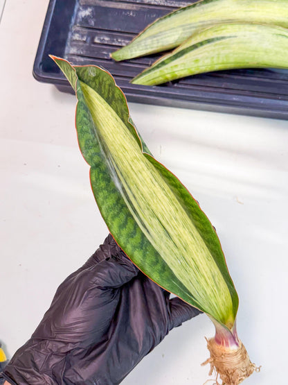 Sansevieria Masoniana Bruda (rr) (12) | Masoniana Var x Eliptica Var