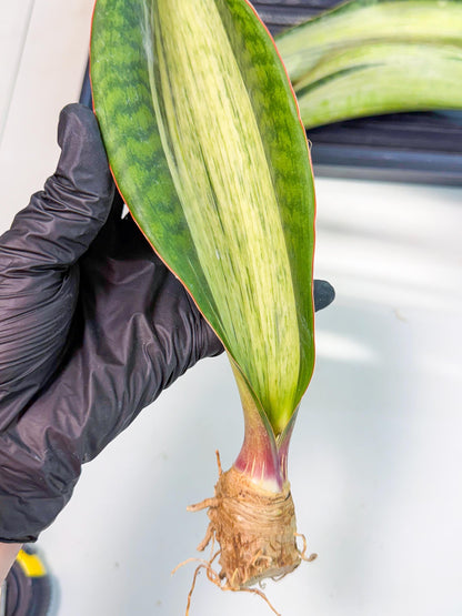 Sansevieria Masoniana Bruda (rr) (12) | Masoniana Var x Eliptica Var