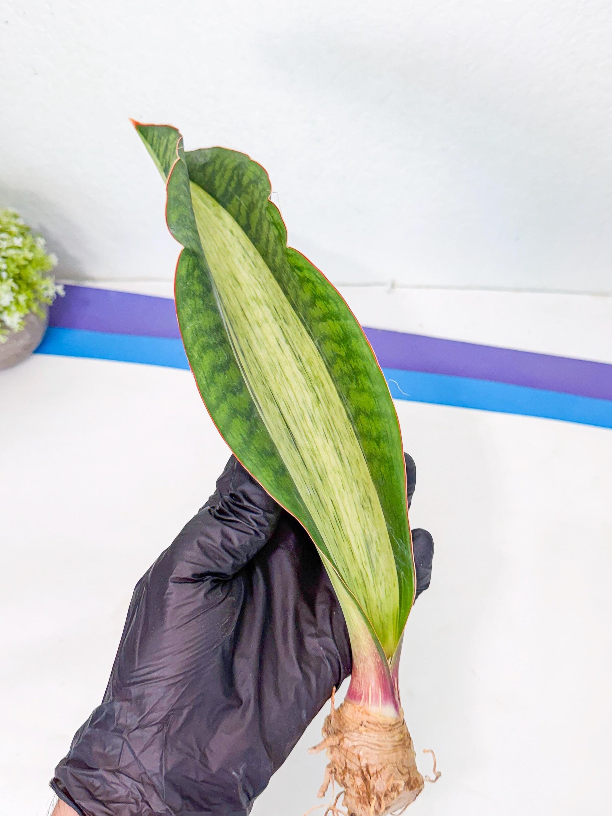 Sansevieria Masoniana Bruda (rr) (12) | Masoniana Var x Eliptica Var