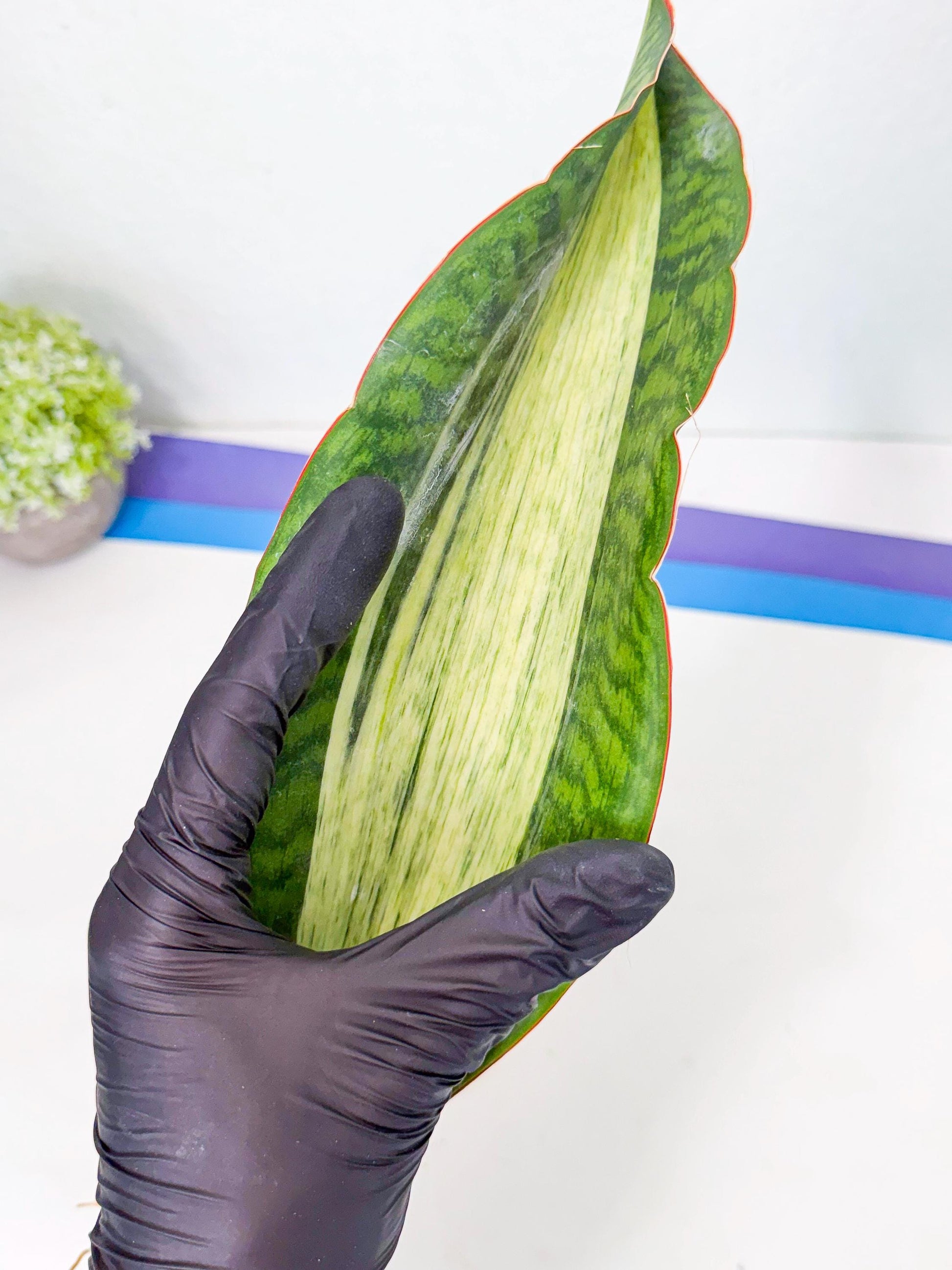 Sansevieria Masoniana Bruda (rr) (12) | Masoniana Var x Eliptica Var