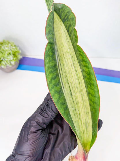 Sansevieria Masoniana Bruda (rr) (12) | Masoniana Var x Eliptica Var