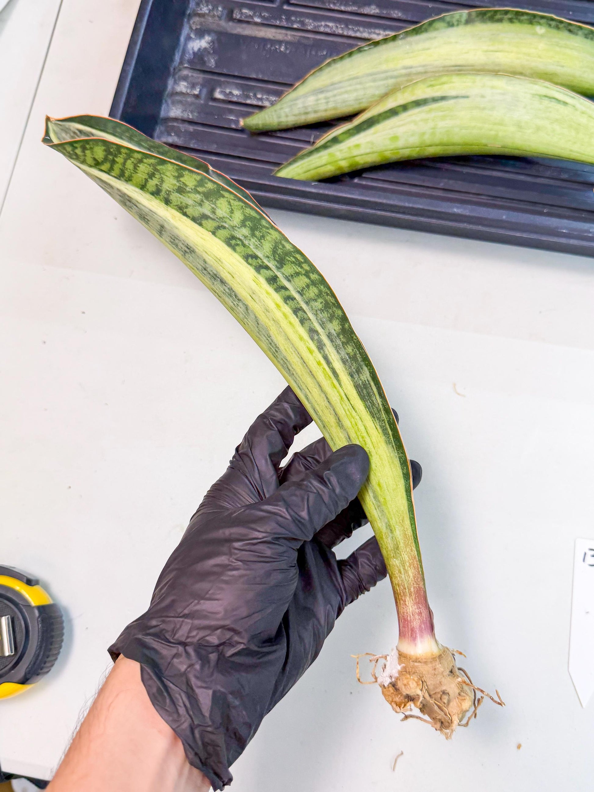 Sansevieria Masoniana Bruda (rr) (13) | Masoniana Var x Eliptica Var