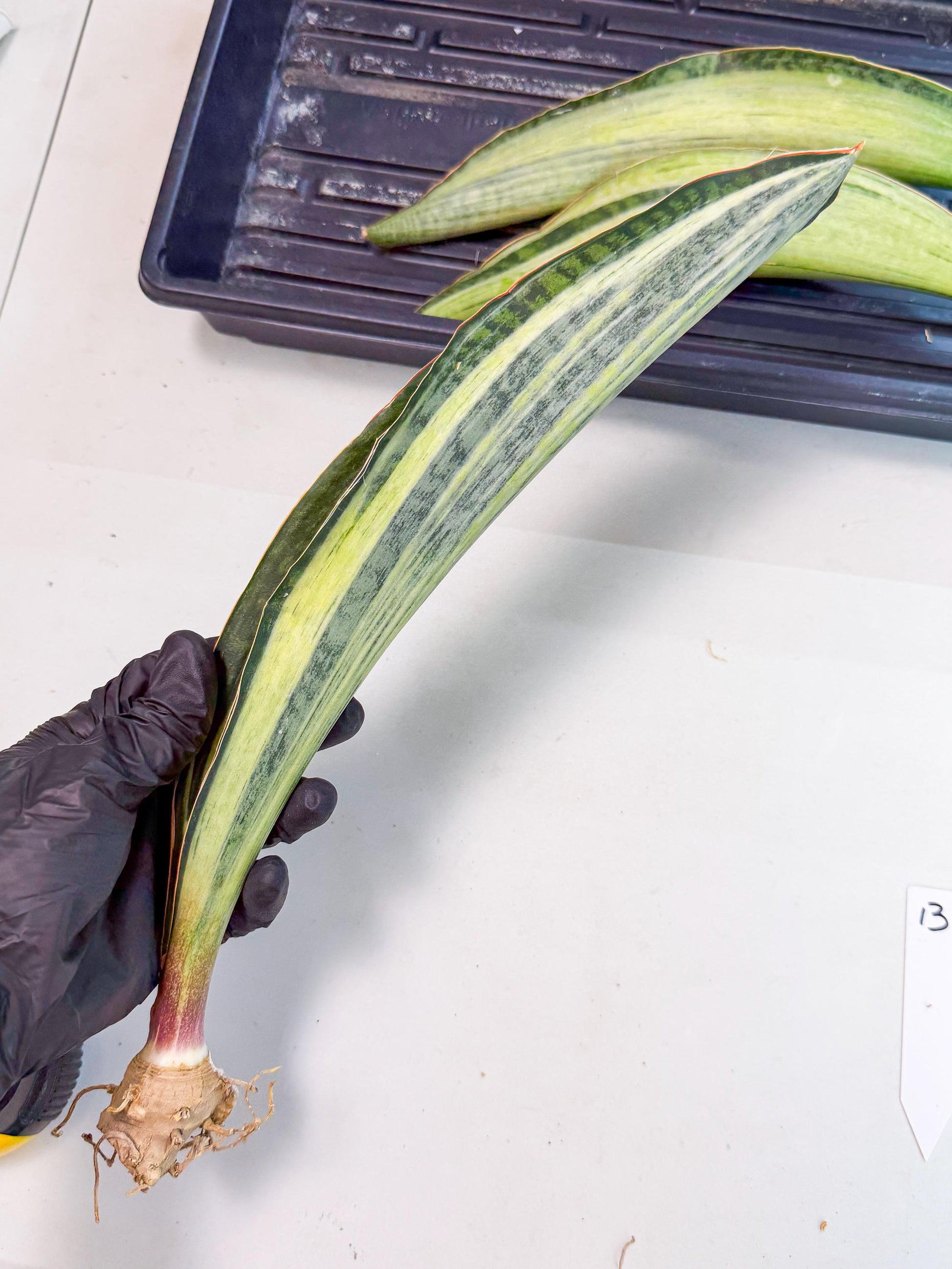 Sansevieria Masoniana Bruda (rr) (13) | Masoniana Var x Eliptica Var