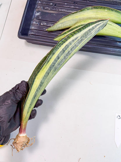 Sansevieria Masoniana Bruda (rr) (13) | Masoniana Var x Eliptica Var