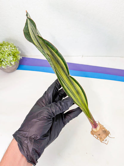 Sansevieria Masoniana Bruda (rr) (13) | Masoniana Var x Eliptica Var