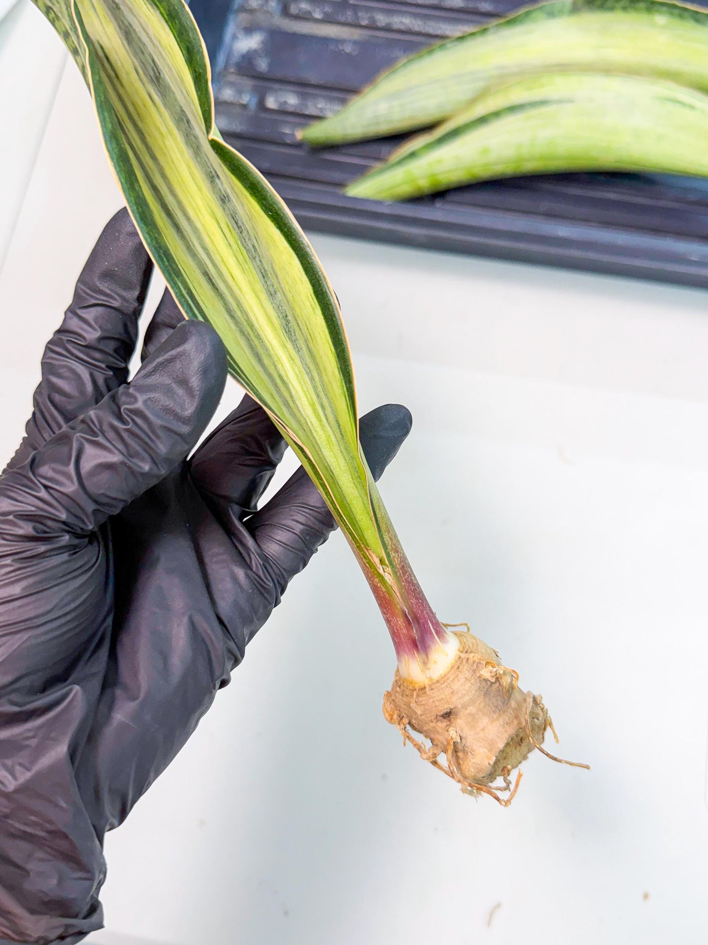 Sansevieria Masoniana Bruda (rr) (13) | Masoniana Var x Eliptica Var